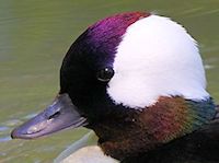 Bufflehead (Head, Bill & Eyes) - pic by Nigel Key